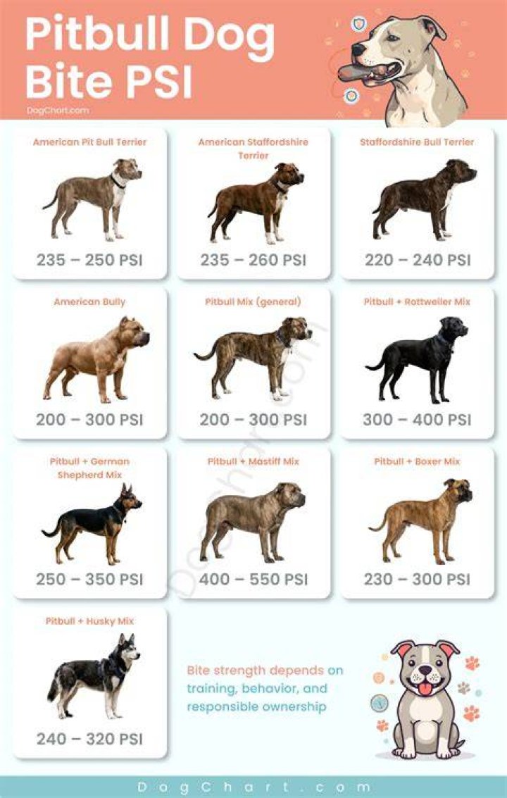 Pitbull Bite Force: Unveiling the Power and Misconceptions