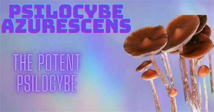 Psilocybe Azurescens Culture: A Comprehensive Guide to Understanding and Cultivating Magic Mushrooms