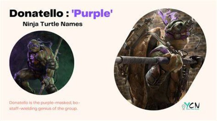 Purple Ninja Turtle Name: Everything You Need to Know About Michelangelo's Signature Color