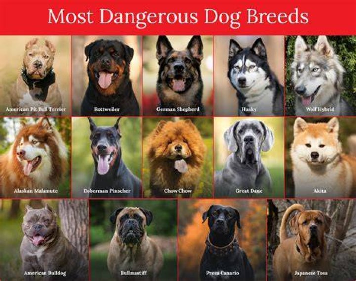 Scariest Dog Breeds: Unveiling the Truth Behind Their Intimidating Reputation