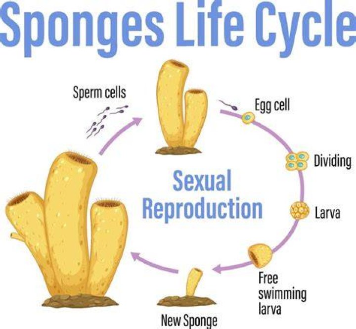 Seaponge Lifespan: Understanding the Life Cycle and Longevity of Sea Sponges