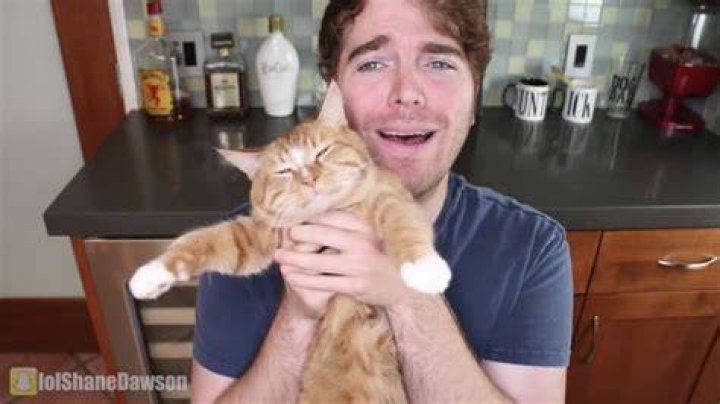 Shane Dawson Cat Video Original: The Ultimate Guide to the Viral Sensation