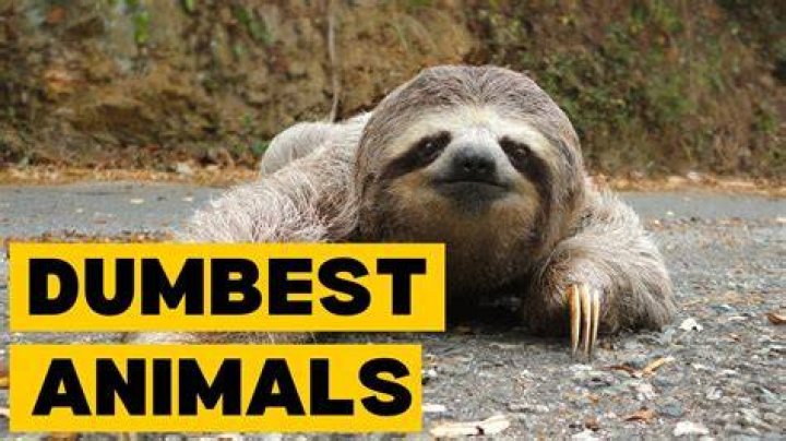 The Dumbest Animal Ever: Exploring the Most Surprisingly Unintelligent Creatures