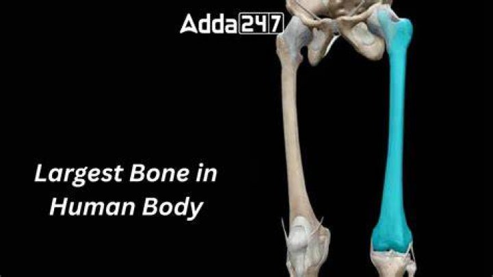 The Largest Bone in the Human Skeleton: A Comprehensive Guide