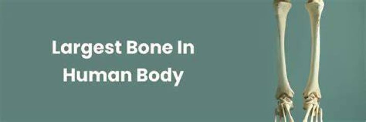 The Largest Bone in Your Body: Understanding Its Role and Importance