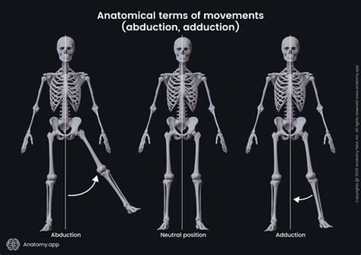Understanding Abduction and Adduction: A Comprehensive Guide