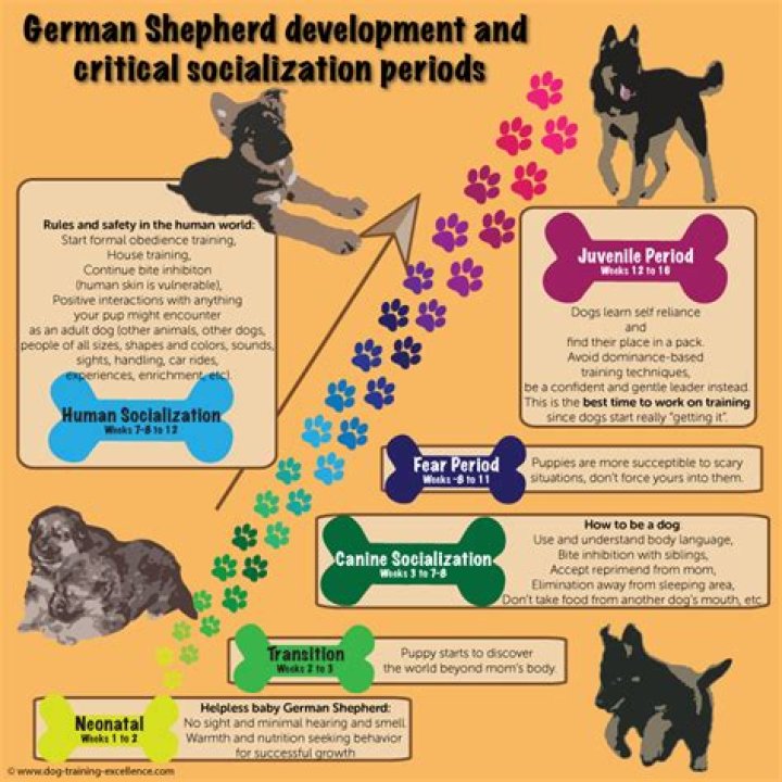 Understanding the German Shepherd Life Cycle: A Comprehensive Guide