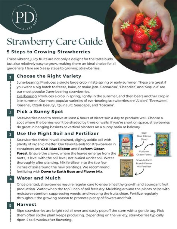 Unveiling the Charm of Strawberry Taby: A Comprehensive Guide