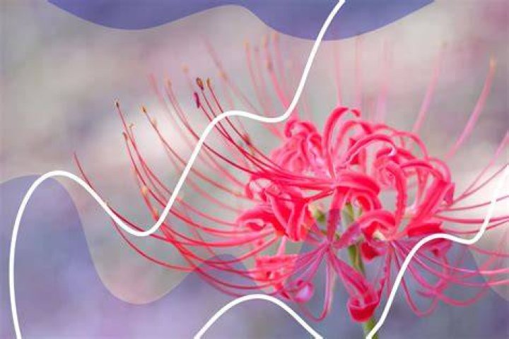 Unveiling the Enigmatic Spider Lily Meaning: A Journey Through Culture, Symbolism, and Beauty