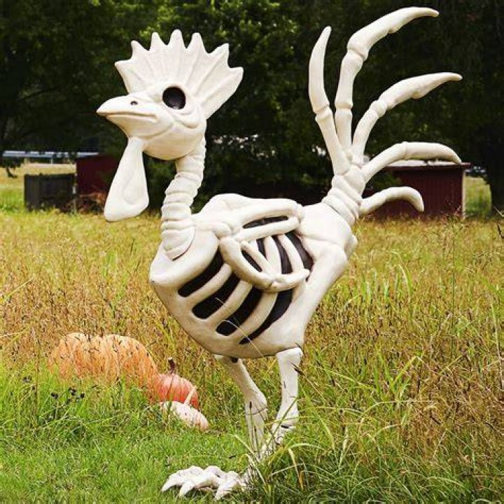 Unveiling the Mystery of the TractorSupply Giant Chicken Skeleton: A Fascinating Deep Dive