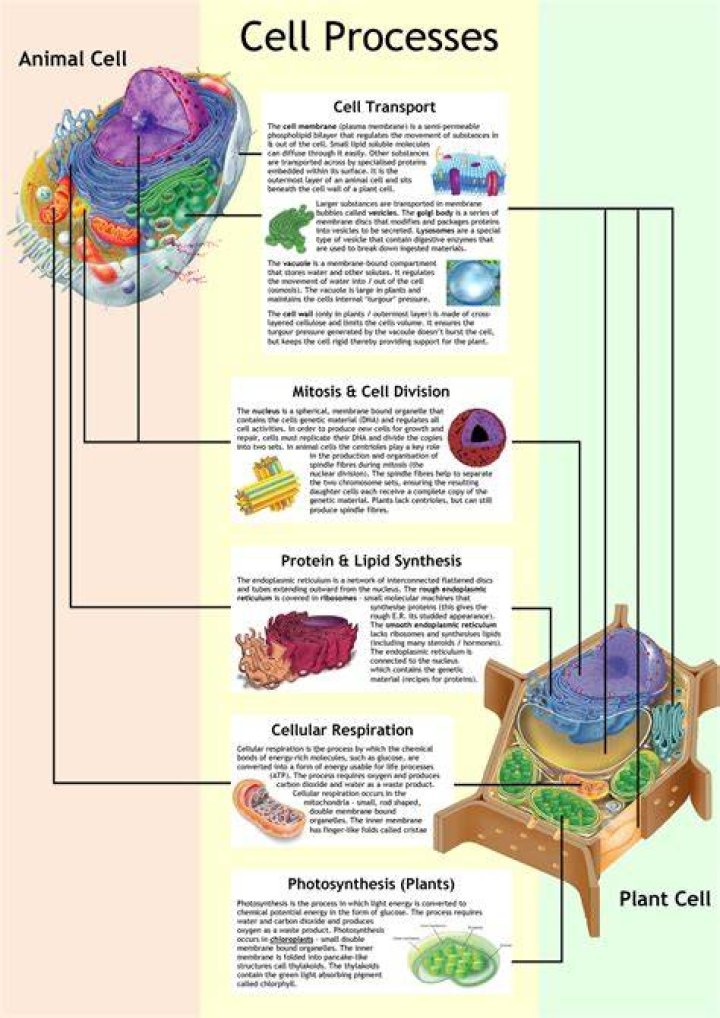 Vasocytosis: Understanding Its Role in Cellular Processes
