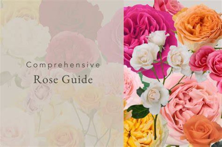 Vons on Rose: A Comprehensive Guide to the Iconic Flower Expert