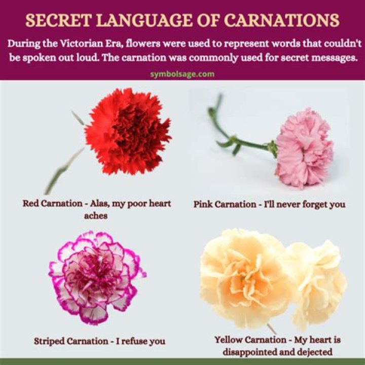 What Do Red Carnations Mean: A Comprehensive Guide to Their Symbolism and Significance