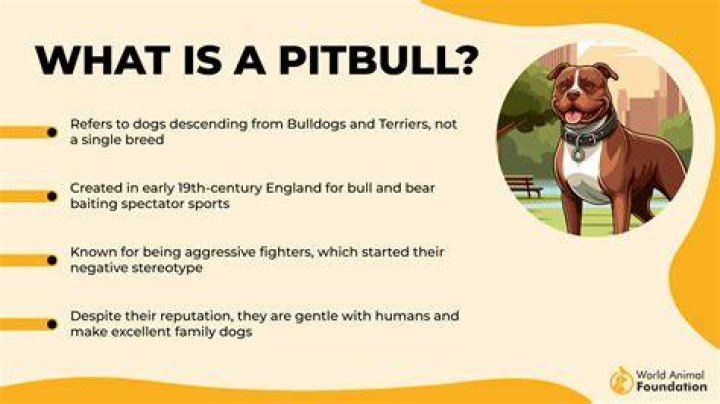 What is the Bite Strength of a Pitbull? Understanding Their Power and Temperament
