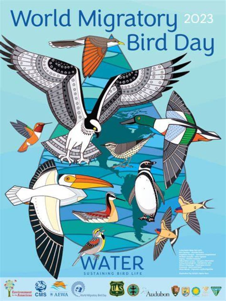What is WMBD? A Deep Dive into World Migratory Bird Day