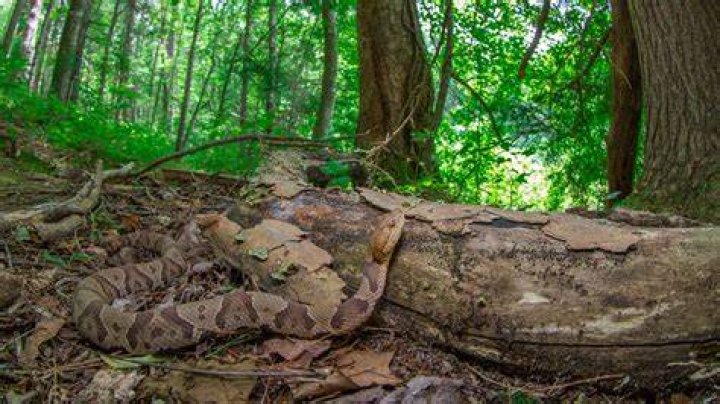 When Are Copperheads Most Active? Discover Their Behavior and Stay Safe