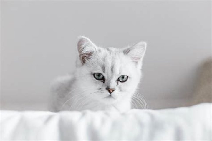 White Cat Characteristics: A Comprehensive Guide for Cat Lovers