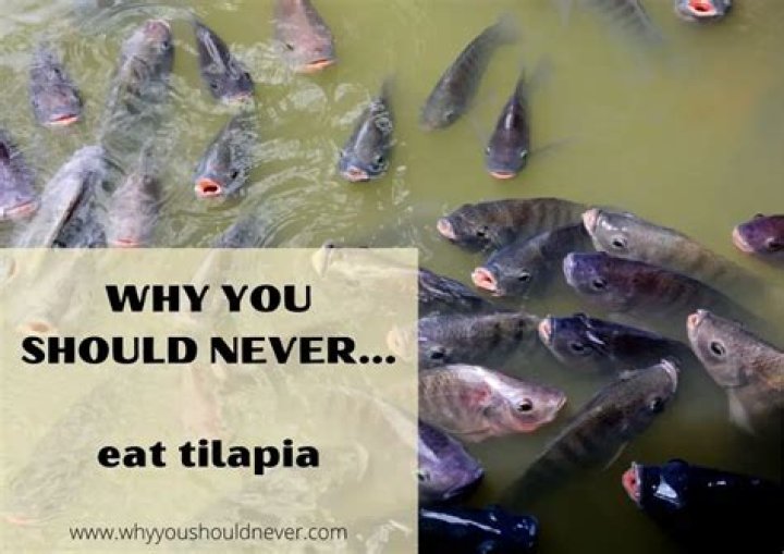 Why You Should Never Eat Tilapia: A Comprehensive Guide